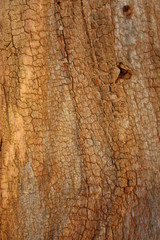 baumrinde mit rissen