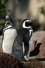 Obraz premium The Humboldt Penguin (Spheniscus humboldti)