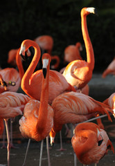 Flamingo on a sunset.