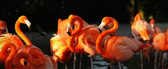 Flamingo on a sunset. - obrazy, fototapety, plakaty