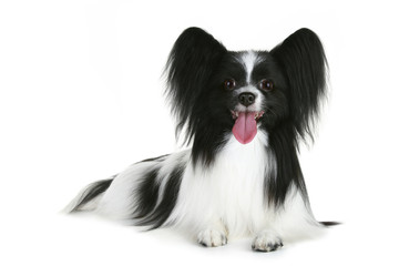 Portrait of a papillon breed dog