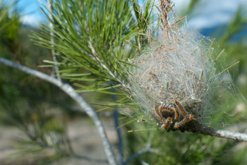 Processionary pest