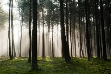 Zelfklevend Fotobehang Mysterious forest © shaiith