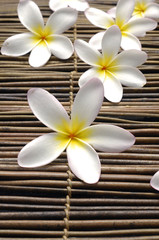 Set of frangipani flower on bamboo mat