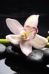 Close up orchid with stone water drops
