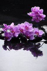 Reflection of orchid and black stones with reflection