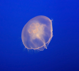 Fototapeta premium Moon jelly (aurelia aurita)