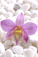 Fototapeta na wymiar Pink Orchid laying on white stones