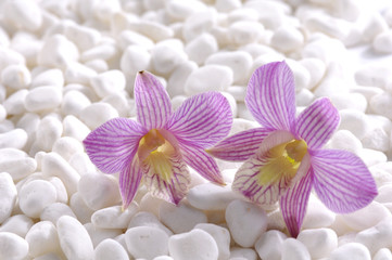 Beautiful Orchid laying on white stones