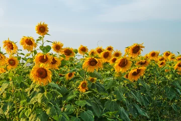Tuinposter Zonnebloem sunflower field