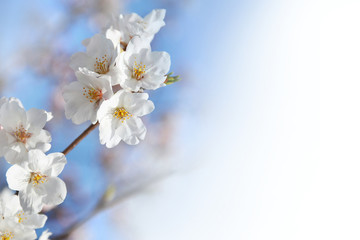 Sakura, branche de cerisier en fleur - Japan