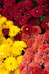 Colorful Chrysanthemums