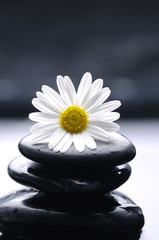 Gerbera flower on zen stones reflection