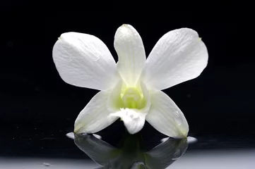 Foto op Plexiglas Macro of orchid spa stone on black background © Mee Ting
