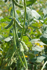 Growth  Soybeans