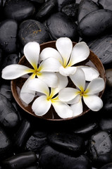 Fototapeta na wymiar Wooden bowl frangipani flowers on pebble