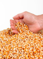 manos de mujer sosteniendo muchos granos de maíz