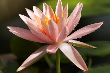 Fototapeta premium Pink waterlilywith drops after rain close up