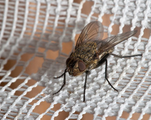 Fliegenmakro