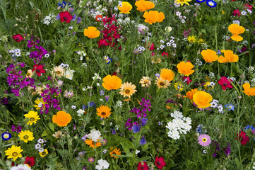 Sommerwiese 5
