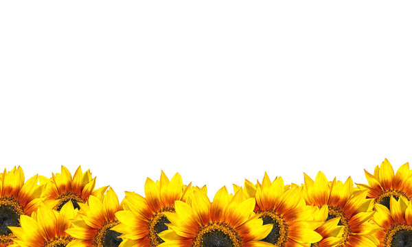 Row of Beatiful Sunflowers Isolated on White