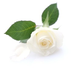 Weiße Rose