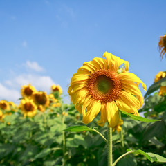 Obraz premium sunflower