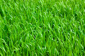 Fresh green grass