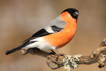 Bullfinch