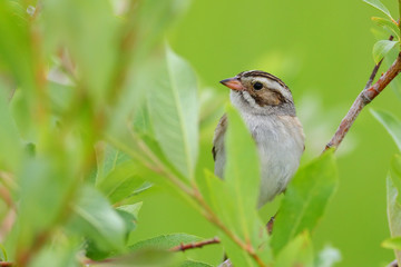 Clay-colored Sparrow