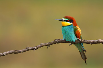 Bee Eater