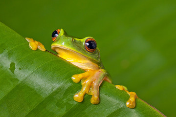 Fototapeta premium Cute colorful frog peeking over a leaf