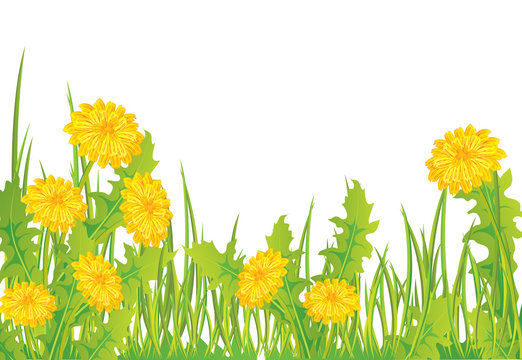 Dandelions in grass, isolated on white