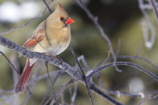 Cardinal - Female Northern
