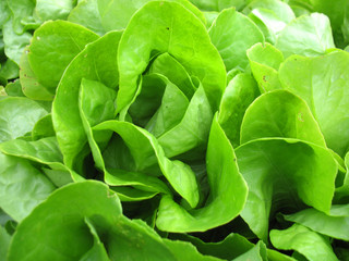 green lettuce