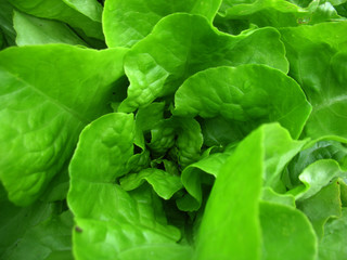 green lettuce