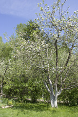 Blossoming apple-tree