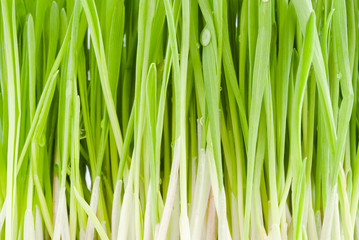 Background of green fresh grass close-up