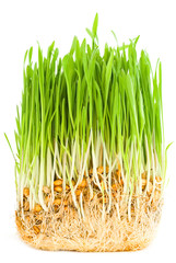 Green shoots of young plants and roots