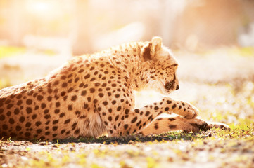 Cheetah resting on the dry grass in sunny day