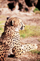Cheetah resting on the dry grass in sunny day