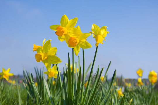 Daffodil flowers on meadow