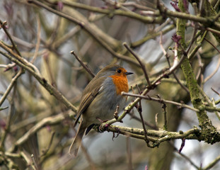 Robin