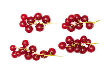 red currant