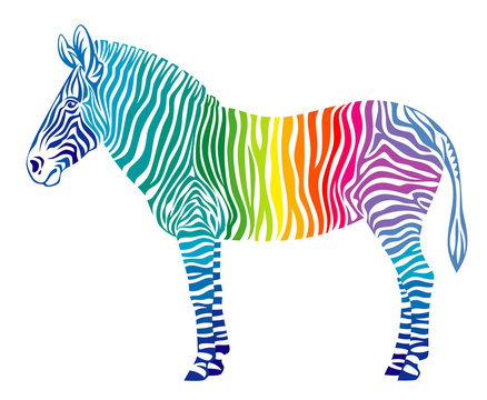 Rainbow Zebra