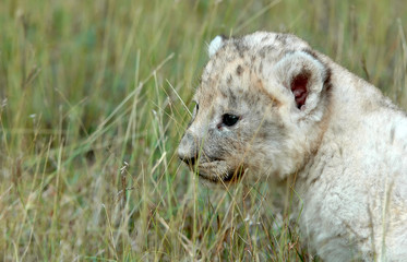 baby lion