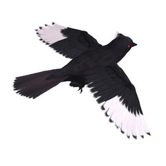 Bird Phainopepla. 3D rendering with clipping path and shadow