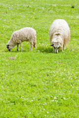 Naklejka na ściany i meble sheep with a lamb on meadow, Bosnia and Hercegovina