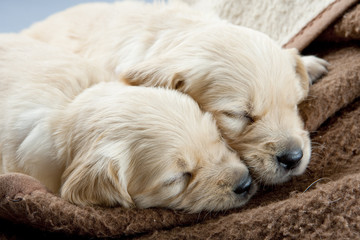 sleeping puppies of golden retriever