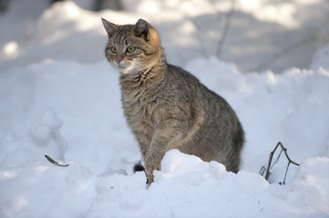 Junge Wildkatze